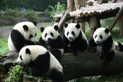 The_giant_pandas_at_the_Chengdu_Research_Base_of_Giant_Panda_Breeding.jpg