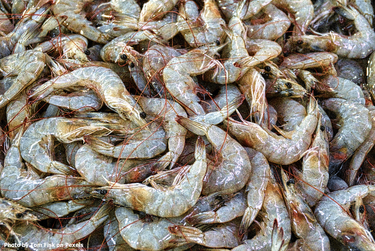 shrimp-1200.png