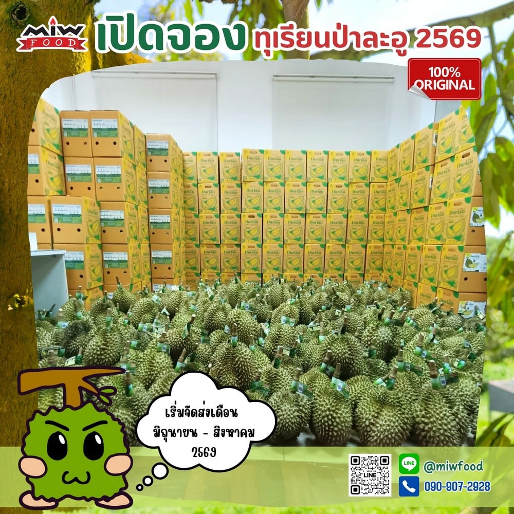 durian 11000005 105456 M.I.W. Food เปิดจอง “ทุเรียนหมอนทองป่าละอู” ปี 2569 เกรดพรีเมียม ส่งตรงจากสวนถึงหน้าบ้านคุณ