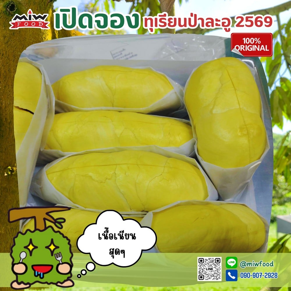 durian 11000007 105456 M.I.W. Food เปิดจอง “ทุเรียนหมอนทองป่าละอู” ปี 2569 เกรดพรีเมียม ส่งตรงจากสวนถึงหน้าบ้านคุณ